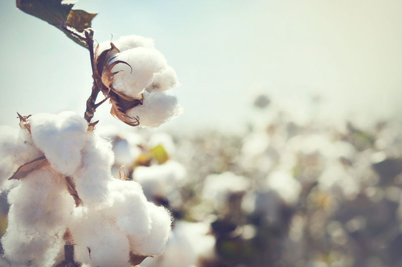 Cotton WE ARE CLEAN CLEAN FASHION