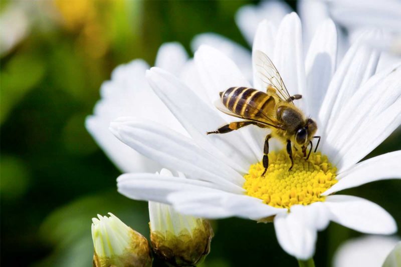 Les abeilles - WE ARE CLEAN - CLEAN PLANET