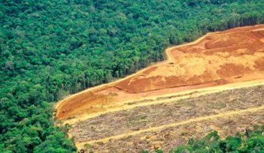 Mode et déforestation - WE ARE CLEAN - CLEAN FASHION